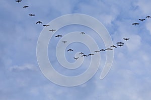 Group of migrating geese birds