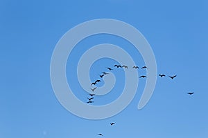 Group of migrating geese birds