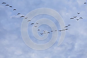 Group of migrating geese birds