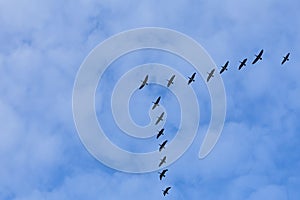 Group of migrating geese birds