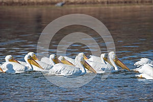 White pelicans swimming