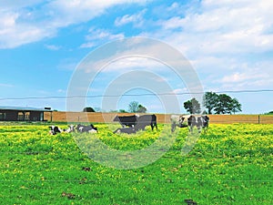 A group of milch cows eating and resting