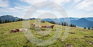 Group of milker cows at Hirschhornlkopf mountain, upper bavaria