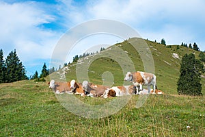 Group of milker cows at Hirschhornlkopf mountain, upper bavaria