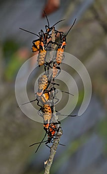 Several Milkweed Assassin bug nymphs gathered on a stick.