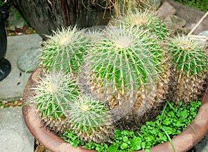 Group of mini cactis in clay pot photo