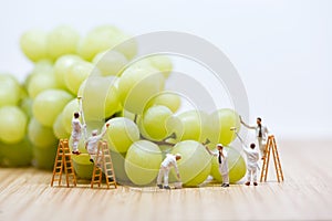 Group of miniature people washing bunch of white grape