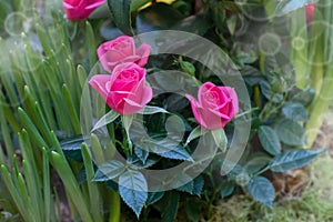 A group of miniature pink roses photo
