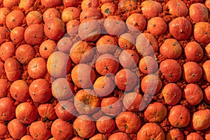 a group of miniature pumpkins shot from above