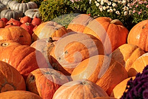 a group of miniature pumpkins shot from above