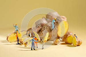 A group of miniature workers slicing and harvesting a ginger root