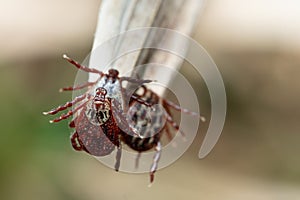 Group of mites sitting on a blade of a dry grass in nature macro