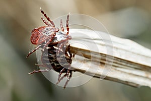 Group of mites sitting on a blade of a dry grass in nature macro