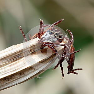 Group of mites sitting on a blade of a dry grass in nature macro