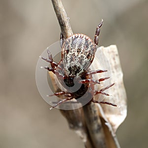 Group of mites sitting on a blade of a dry grass in nature macro