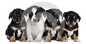 Group of mixed-breed puppies, 1 month old