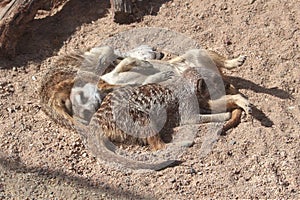 A group or mob or meerkats lying all over each other