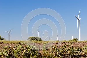 Group of modern windmills in the countryside near Tarariras, Colonia. photo