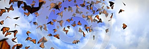 Group of monarch butterflies, Danaus plexippus swarm