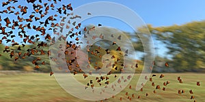 Group of monarch butterflies, Danaus plexippus swarm flying over a field