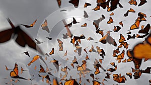 Group of monarch butterflies, Danaus plexippus swarm in front of dark clouds