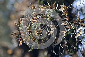 A group of Monarch butterflys Mexico Valle de Bravo photo