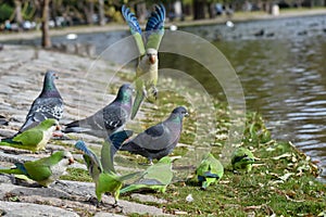 group of monk parakeet (myiopsitta monachus), or quaker parrot, in a public park in Buenos Aires