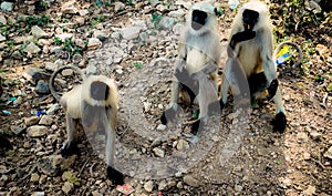 Group of monkey friends close up