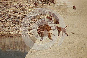 A group of monkey at rever side