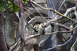 Group of monkey in zoo sitting on a tree and playing.