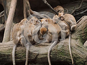 A group of monkeys