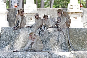 Group of monkeys at Ku Phra Kona Temple in Roi Et province, Northeastern Thailand