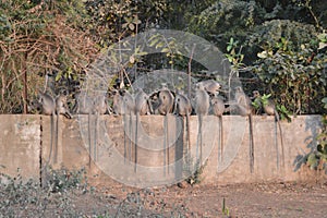 Group of monkeys with long tail sitting on wall