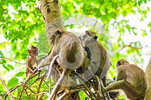 A group of monkeys munching on a tree