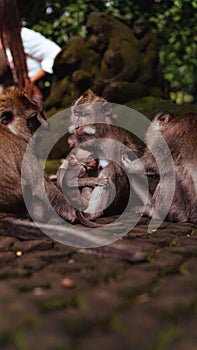 a group of monkeys playing around the ground in front of a tree