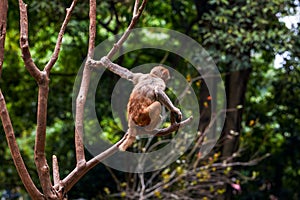 A group of monkeys scratching and living in groups on Monkey Mountain
