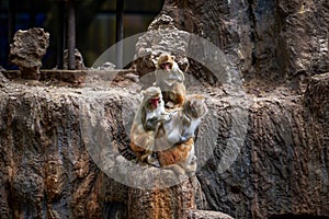 A group of monkeys scratching and living in groups on Monkey Mountain