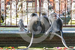 Group of monkeys sitting back to camera