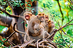 Group of monkeys sitting on the tree