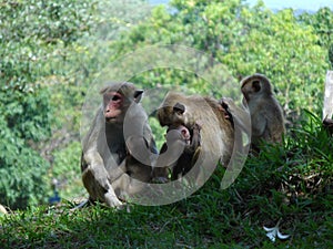 A group of monkeys in the Sri Lankan forest at Sri Giriyaate - Mihintale in remote Sri Lanka