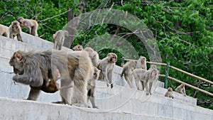 A group of monkeys in the zoo, monkeys eating food, wildlife