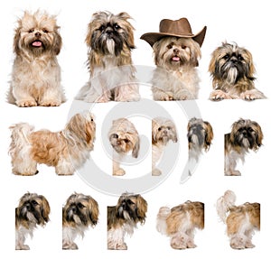 Group montage of shih Tzu, 3 years old