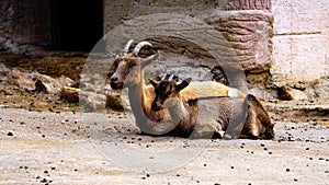 Group of Montecristo goats Capra hircus ruminate in their enclosure. The breed lives in the wild on the Tuscan island of Montecr