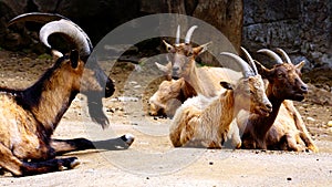 Group of Montecristo goats Capra hircus ruminate in their enclosure. The breed lives in the wild on the Tuscan island of Montecr