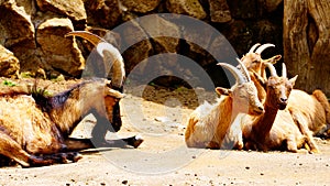 Group of Montecristo goats (Capra hircus) ruminate in their enclosure