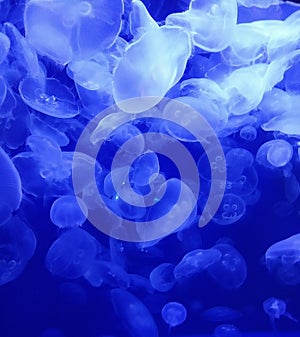 Moon Jellies