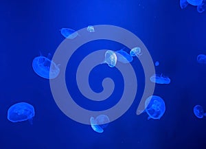 Group of Moon Jellyfish Swim Underwater