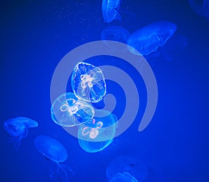 Group of Moon Jellyfish Swim Underwater