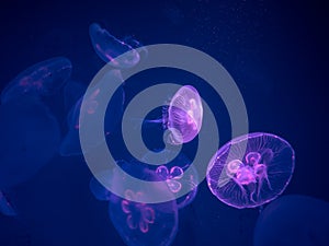 Group of Moon Jellyfish Swim Underwater