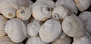 Group of Moon Snail Shells